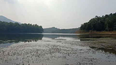 Lake and the plants Video stock 167643433