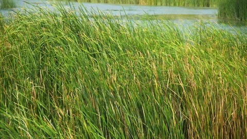 Lake and Reeds Stock Footage 93346041