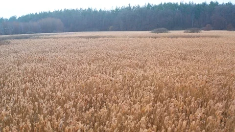 Lake And Reeds Stock Footage 129891446