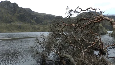 Lake and Tree in Cajas Video stock 77472877