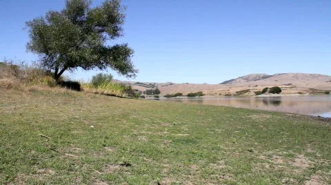 Lake and Tree Video stock 856429