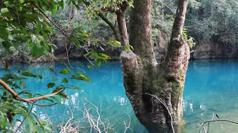 Lake and tree Vídeo Stock 32168410