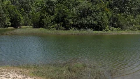 The Lake and trees Stock Footage 155135071