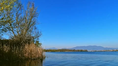 Lake and trees Stock Footage 246455078