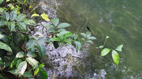 Lake and valley Stock Footage 31530201