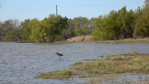 Lake Arowhead State Park in Texas. Video stock 99409152