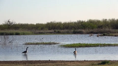 Lake Arrowhead State Park in Texas. Geese in the lake. Stock Footage 88877927