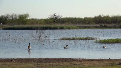 Lake Arrowhead State Park in Texas. Geese in the lake. Stock Footage 88878029