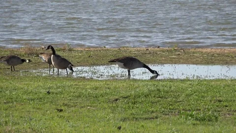 Lake Arrowhead State Park in Texas. Geese on the lake. Stock Footage 89705153