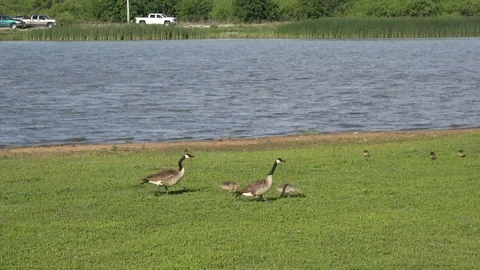 Lake Arrowhead State Park in Texas. Geese on the lake. Stock Footage 89705173