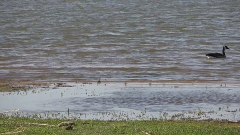 Lake Arrowhead State Park in Texas. Geese on the lake. Stock Footage 89705181