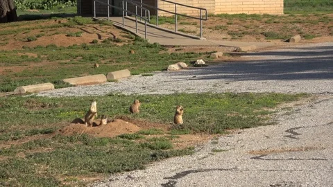Lake Arrowhead State Park in Texas. Prairie dogs. Stock Footage 89705194