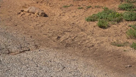 Lake Arrowhead State Park in Texas. Prairie dog. Stock Footage 89705211