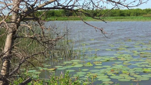 Lake Arrowhead State Park in Texas. Video stock 135425843