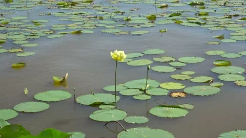 Lake Arrowhead State Park in Texas. Stock Footage 135529174
