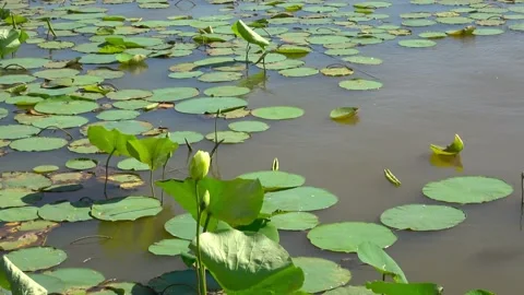 Lake Arrowhead State Park in Texas. Stock Footage 135529183
