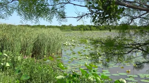 Lake Arrowhead State Park in Texas. Stock Footage 135529239