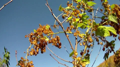 Lake, autumn 動画素材 32162549