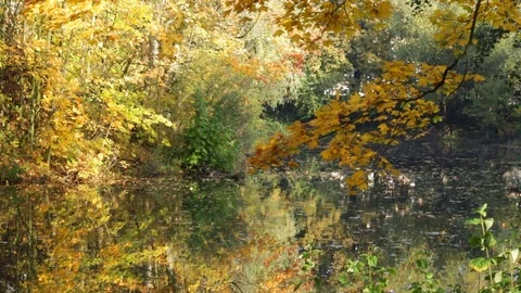 The lake in autumn 库存影片 85166764