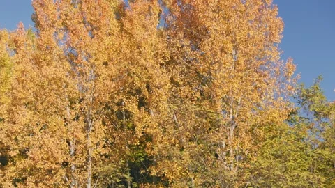 Lake in autumn Stock Footage 240185737