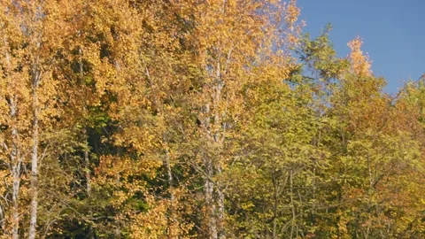 Lake in autumn Stock Footage 240945382