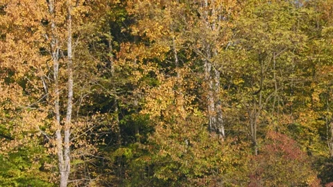 Lake in autumn Stock Footage 242233615