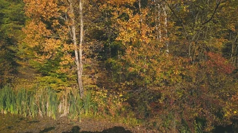 Lake in autumn forest Stock Footage 230012410