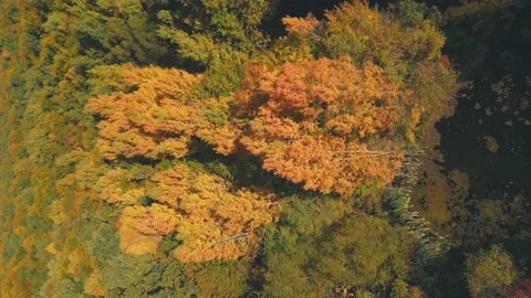 Lake in autumn forest Video stock 230505358
