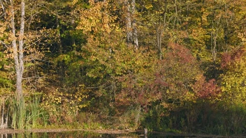 Lake in the autumn forest Stock Footage 249011270