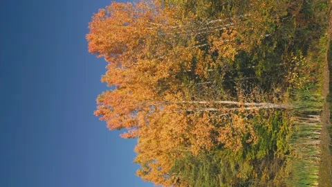 Lake in the autumn forest Video stock 249011827