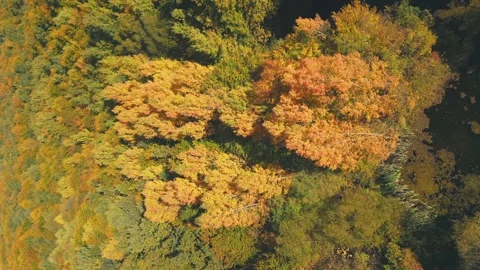 Lake in the autumn forest Stock Footage 249590432
