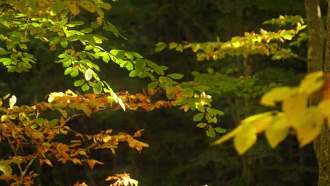 Lake in autumn forest. Stock Footage 291950505