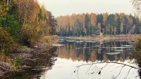 A lake in a autumn forest, with a reflection of the trees in the calm water Stock Footage 315554075