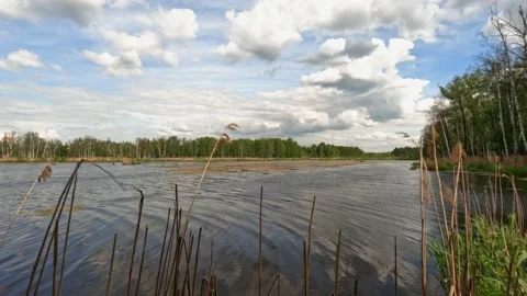 Lake on the background of the forest Stock Footage 236489905