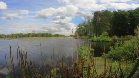 Lake on the background of the forest Stock Footage 236489917