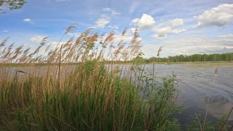 Lake on the background of the forest Stock Footage 236489946