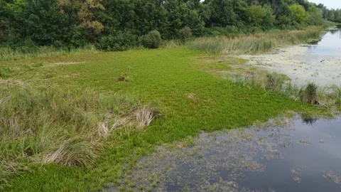 Lake background. Green river side. Panoramic flying footage. Stock Footage 209525001
