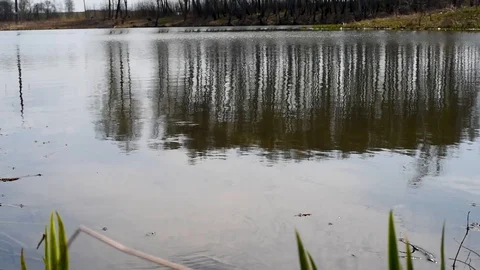 The lake on the background of green trees in the spring on a warm day Stock Footage 92237465