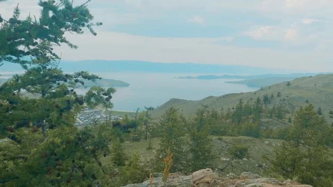 Lake baikal. Handheld close up of a pine tree branch on background of river Stock Footage 128408253