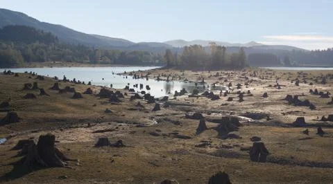 Lake Bed with Tree Stumps Stock Photos