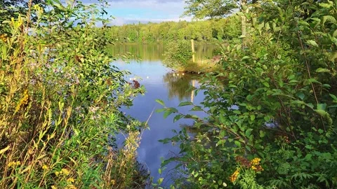 The Lake Behind The Bush Stock-Footage 250367002