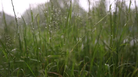 Lake behind the grass 3 Stock Footage 32475847
