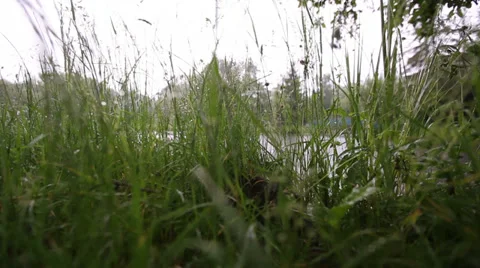 Lake behind the grass Stock-Footage 32475434