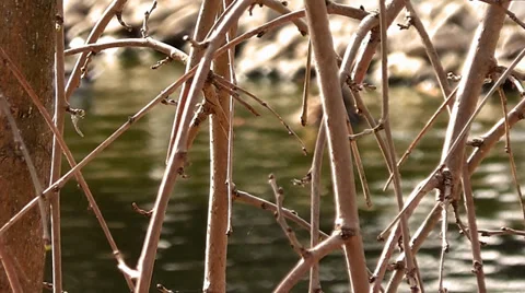 Lake Behind the Tree Branches 2 Stock Footage 35870995
