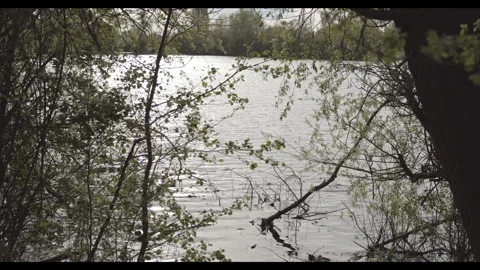 Lake behind tree branches Stock Footage 272173417