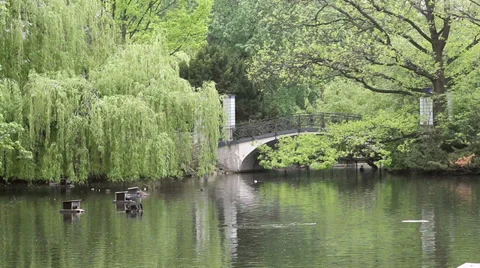 Lake in Berlin Zoo Stock Footage 37840374