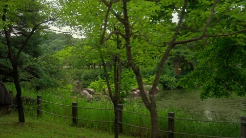 Lake between trees Stock Footage 313569681