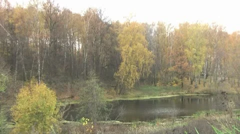 Lake in the birch forest Stock Footage 8911834