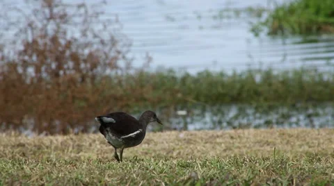 Lake Bird Pecking at Grass Stock Footage 43756695