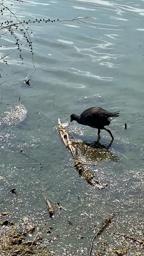 Lake bird in Rotorua Vídeo Stock 344123319